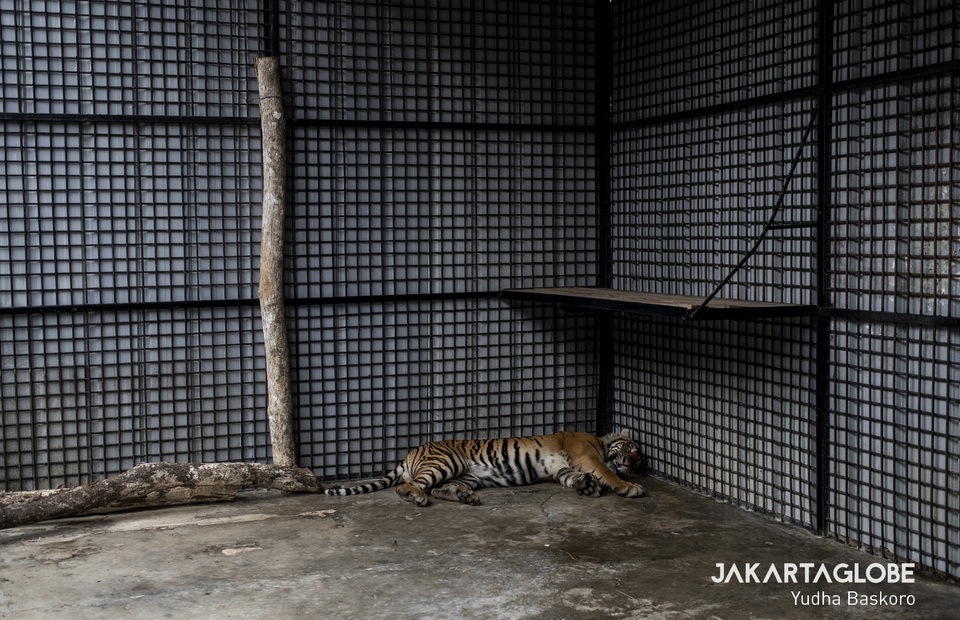 The Sumatran tiger sleeps before undegoes rehab at TWNC Rescue Center in Lampung on Thursday (23/01). (JG Photo/Yudha Baskoro)