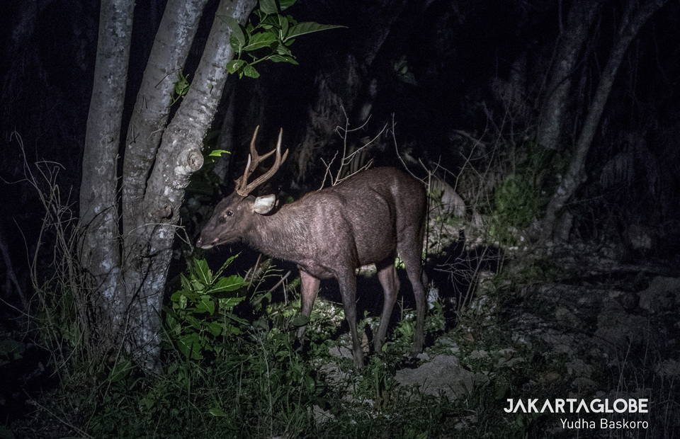 A deer is looking for food at night at TWNC, Lampung on Thursday (23/01). The natural population of deer in TWNC is sufficient to meet the feeding needs of predators, especially the Sumatran tiger. (JG Photo / Yudha Baskoro)