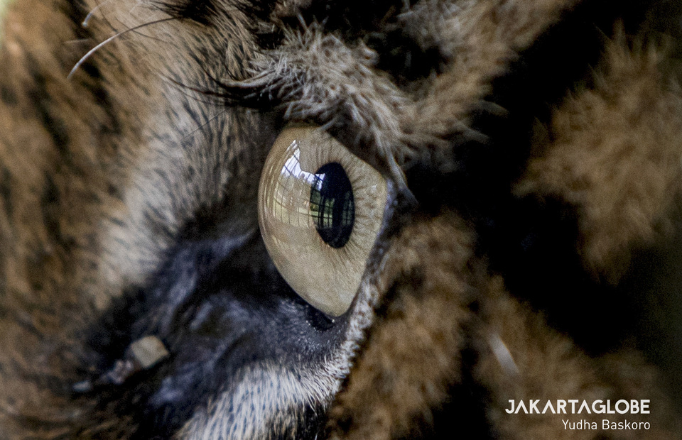 The reflection of the cage in the eyes of a Sumatran tiger from Muara Enim, which currently cannot be released to nature, still has to undergo rehabilitation. (JG Photo/Yudha Baskoro)