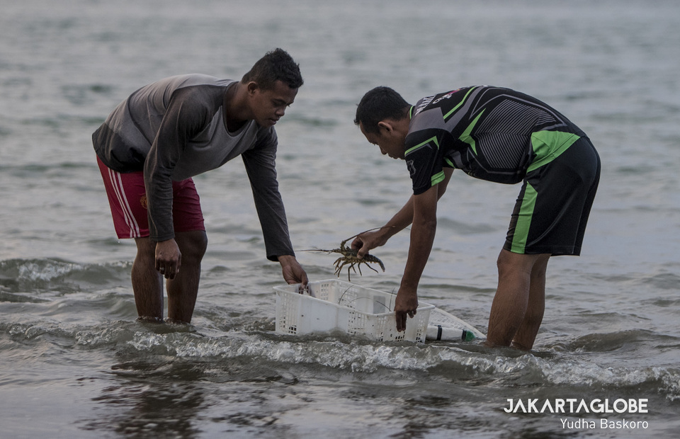 TWNC workers ensure every lobster get back to their natural habitat. (JG Photo/Yudha Baskoro)