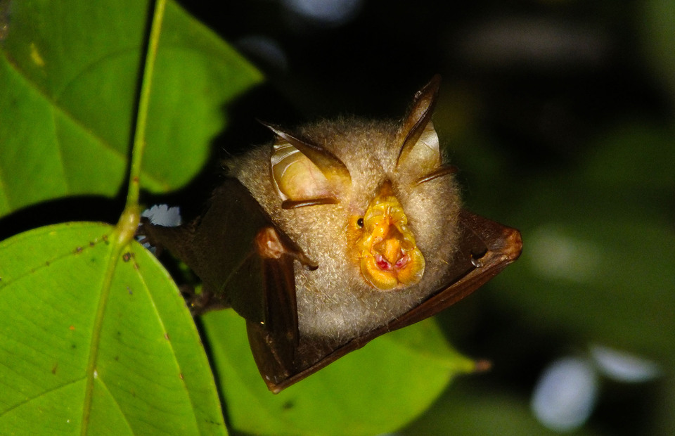 Various rare species can be found in RER including the trefoil horseshoe bat (Rhinolophus Trifoliatus). (Photo Courtesy of April Group)