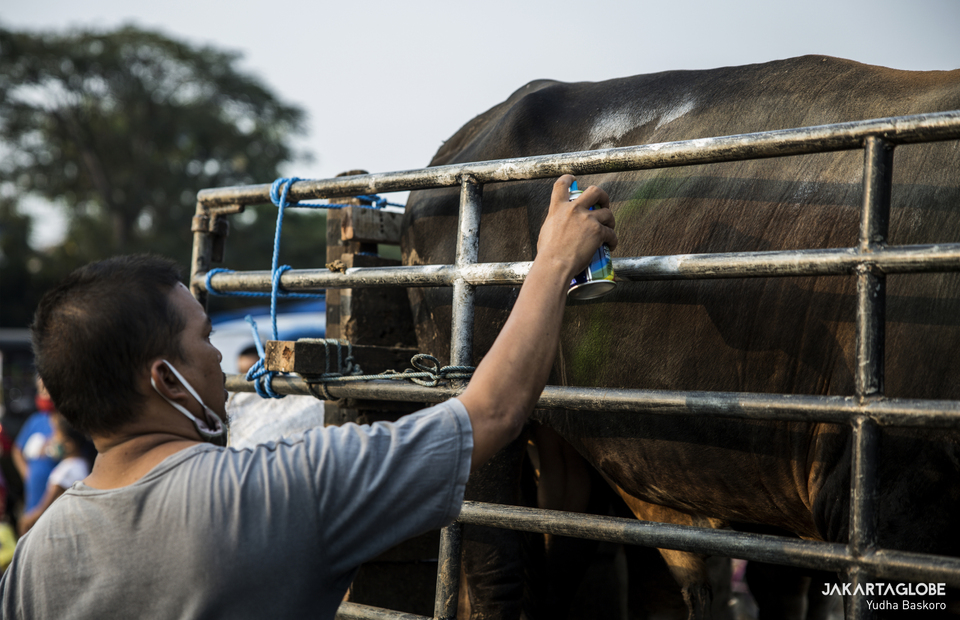 A trader sprays an aerosol paint to a body of a cow at a trading point in Tebet Timur, South Jakarta on Wednesday (29/07). (JG Photo/Yudha Baskoro)