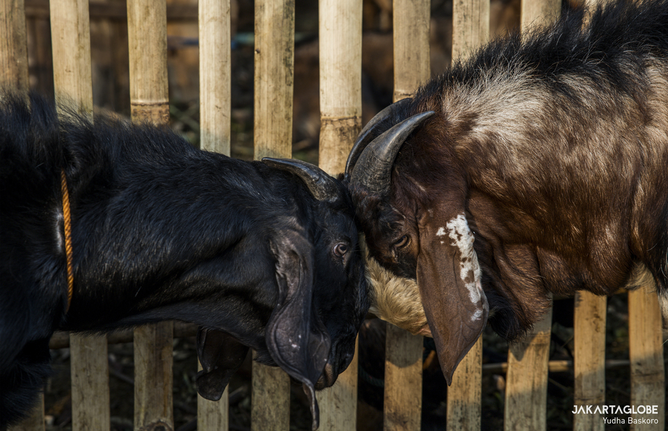 Two goats are seen at a trading point in Tebet Timur, South Jakarta on Wednesday (29/07). (JG Photo/Yudha Baskoro)