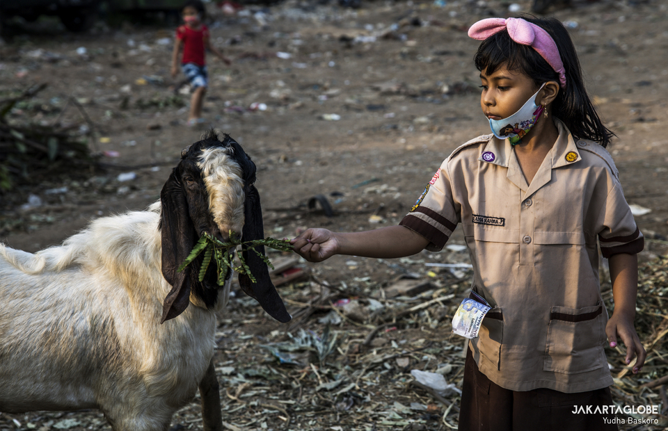 A child feeds a goat at a trading point in Tebet Timur, South Jakarta on Wednesday (29/07). (JG Photo/Yudha Baskoro)