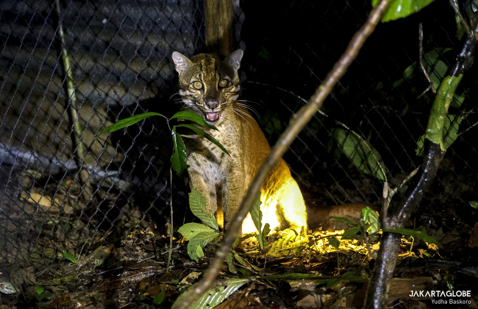 The male Asian Golden Cats is seen inside the habituation cage at Bukit Barisan Selatan National Park in Lampung on Tuesday (08/12). (JG Photo/Yudha Baskoro)