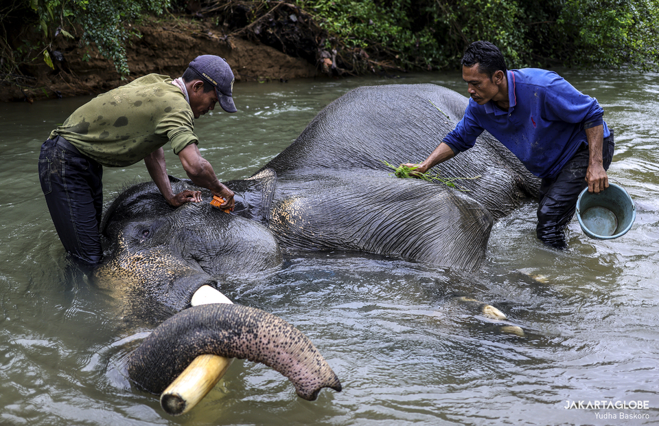 Mahouts bathe an male Sumatran elephant in Pemerihan river at Bukit Barisan Selatan National Park in Lampung on Friday (11/12). (JG Photo/Yudha Baskoro)