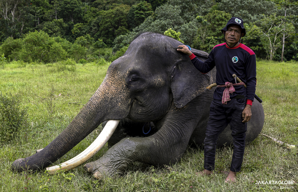 Miskun, a mahout with a Sumatran elephant named Hariyono take a rest after conduct a daily patrol at Bukit Barisan Selatan National Park in Lampung on Friday (11/12). (JG Photo/Yudha Baskoro)