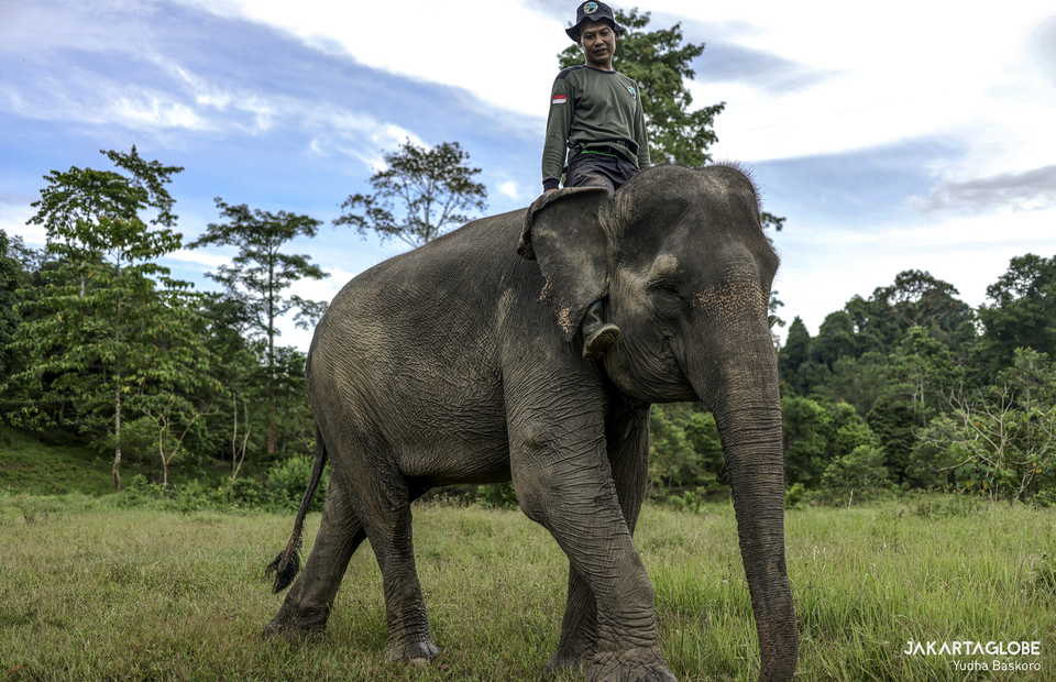 A mahout rides a Sumatran elephant during daily patrol at Bukit Barisan Selatan National Park in Lampung on Friday (11/12). (JG Photo/Yudha Baskoro)