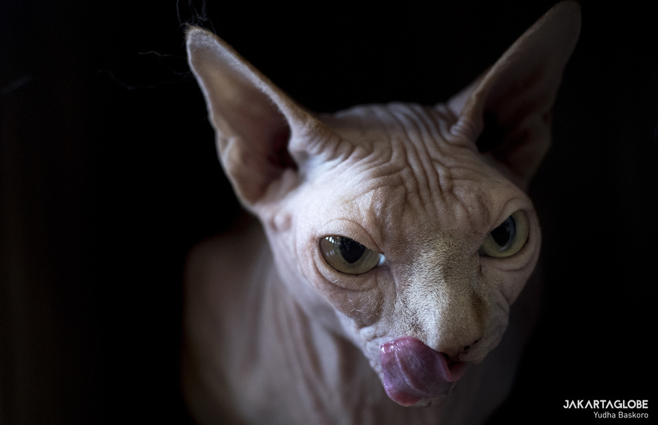 A Sphynx cat licks his lips after being given some food. on May 15, 2020. Kopi Cat Cafe by Groovy in Kemang, South Jakarta, still has 20 cats living on the premise since it was closed down temporarily when the capital began its large-scale social restriction  (JG Photo/Yudha Baskoro)