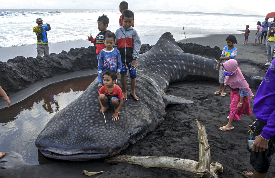 Children play on the carcass of a stranded whale shark in Kencong subdistrict, Jember, East Java, on August 30, 2020. (Antara Photo/Seno)