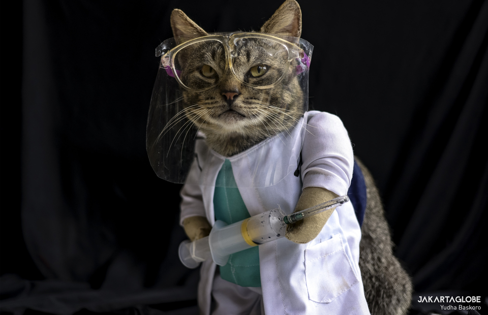 A cat dresses up as a pandemic-time nurse costume, complete with a face shield and a syringe in Bogor, West Java on December 6, 2020. (JG Photo/Yudha Baskoro)