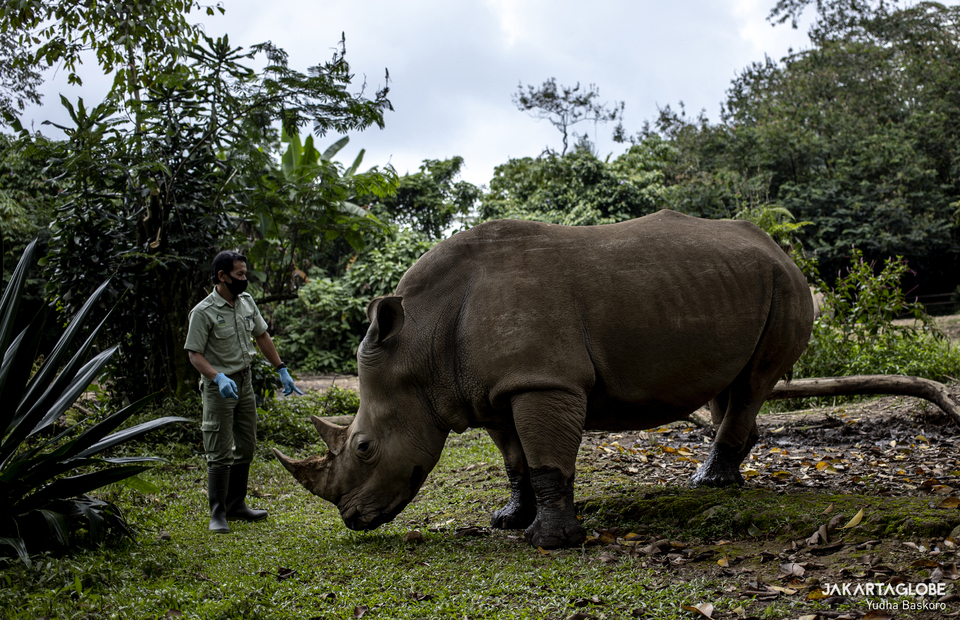 Poniran communicates a male African white rhino at Taman Safari Indonesia, in Bogor, West Java on Jan, 25, 2021. (JG Photo/Yudha Baskoro)