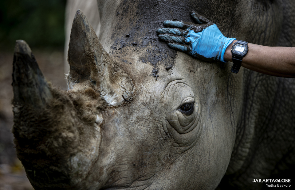 Poniran caresses an African rhino during meal time Poniran throws mud to rhino as a lure to do morning bath at Taman Safari Indonesia, in Bogor, West Java on Jan, 25, 2021. (JG Photo/Yudha Baskoro)