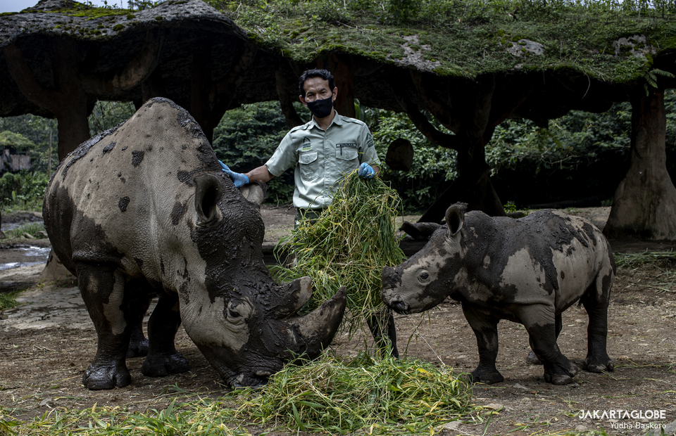 Poniran feeds Chuma and Azsyifa at Taman Safari Indonesia, in Bogor, West Java on Jan, 25, 2021. (JG Photo/Yudha Baskoro)