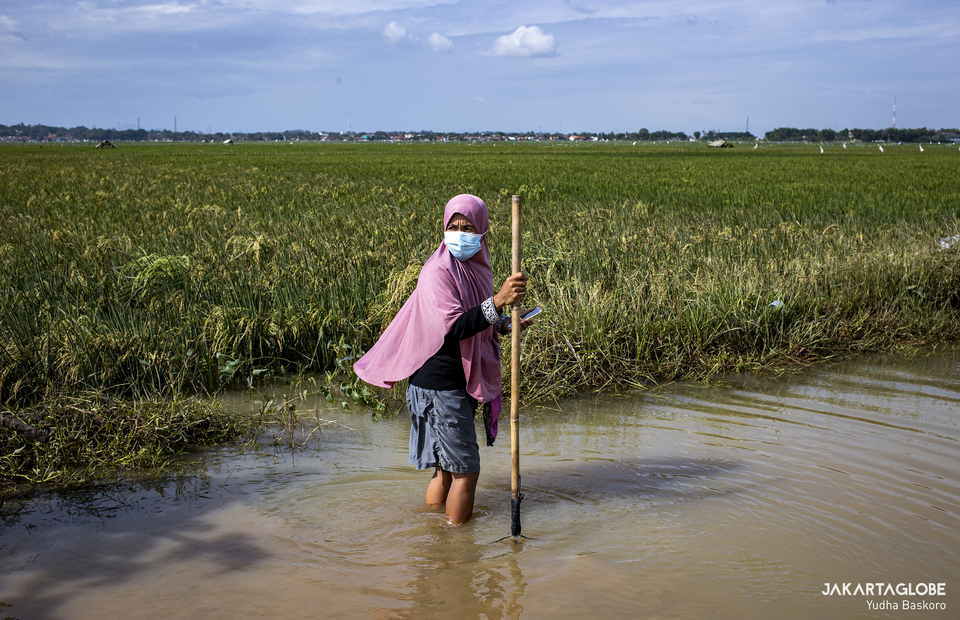 A woman walks at inundated rice field at Karangligar village, Karawang in West Java on Feb, 10, 2021. (JG Photo/Yudha Baskoro) 