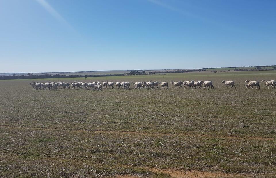 A flock of sheep is seen at a Western Australian farm. (JG Photo/Meleva Thorn)