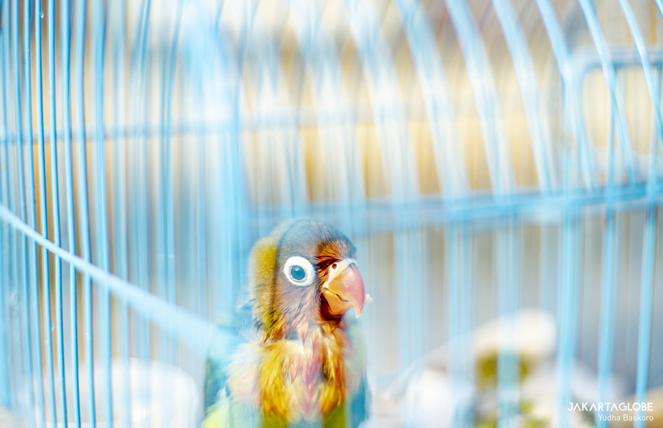 A lovebird is seen inside a cage at Tambora in Central Jakarta on June 3, 2021. (JG Photo/Yudha Baskoro)