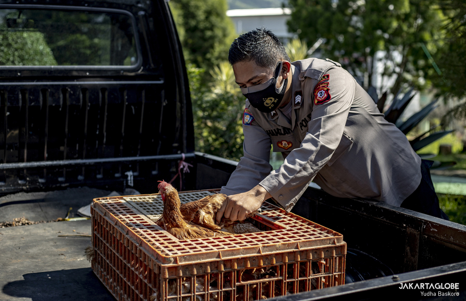 Indonesian police personnel puts chickens to a pick up car at Pacet Subprecinct Police office in Cianjur regency, West Java on June 22, 2021. (JG Photo/Yudha Baskoro)