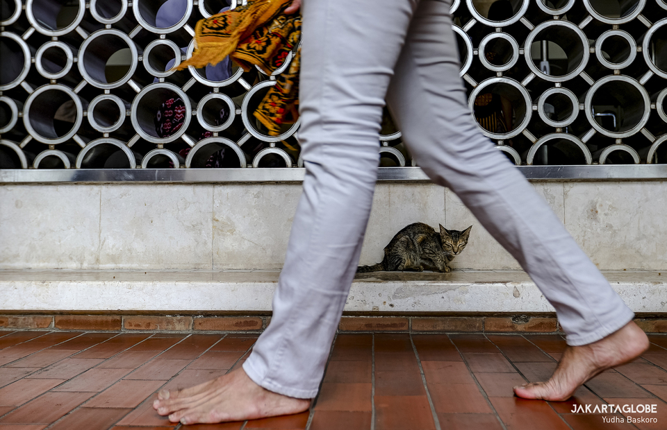 A cat is seen at wudhu station at Istiqlal Mosque on April 8, 2022. (JG Photo/Yudha Baskoro)