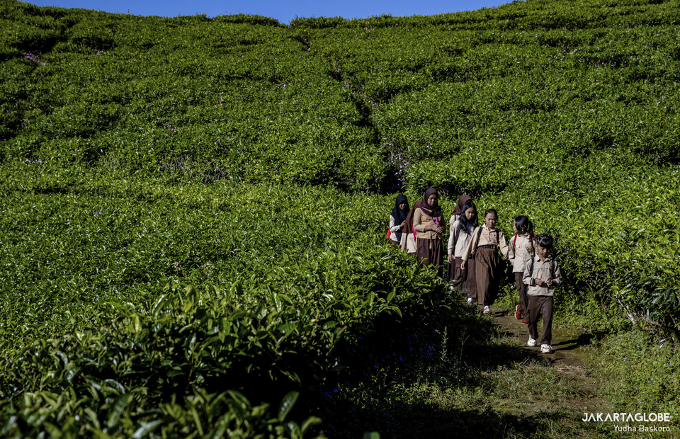 Students walk through a tea plantation at Tugu Utara Village in Bogor, West Java on June 2, 2022. (JG Photo/Yudha Baskoro)