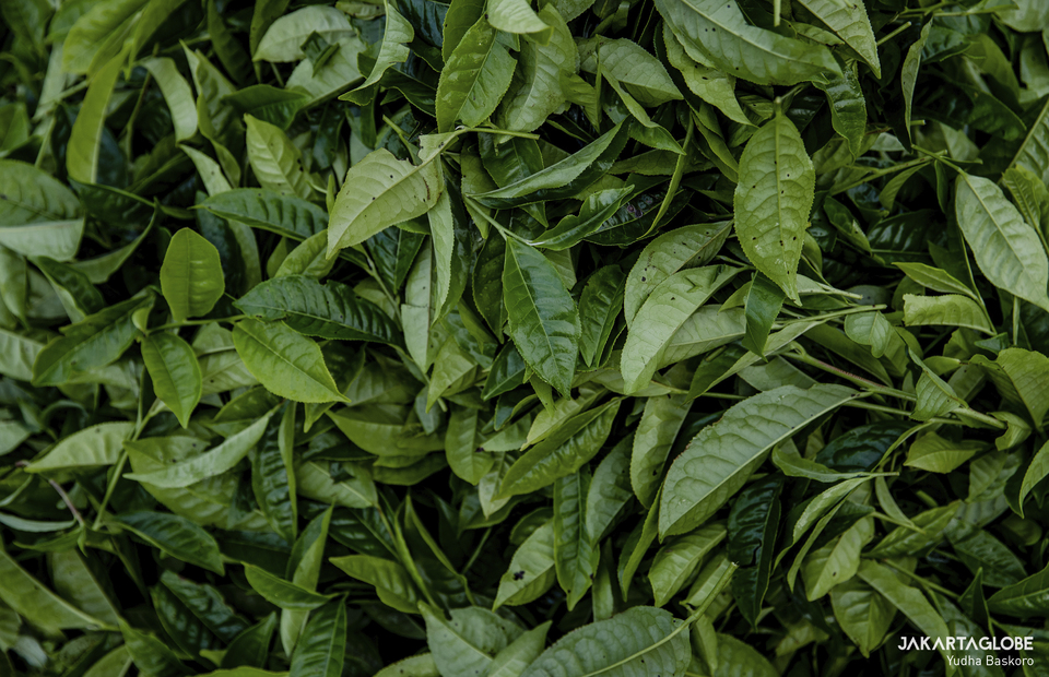 Tea leaves are seen at Tugu Utara Village in Bogor, West Java on June 2, 2022. (JG Photo/Yudha Baskoro)