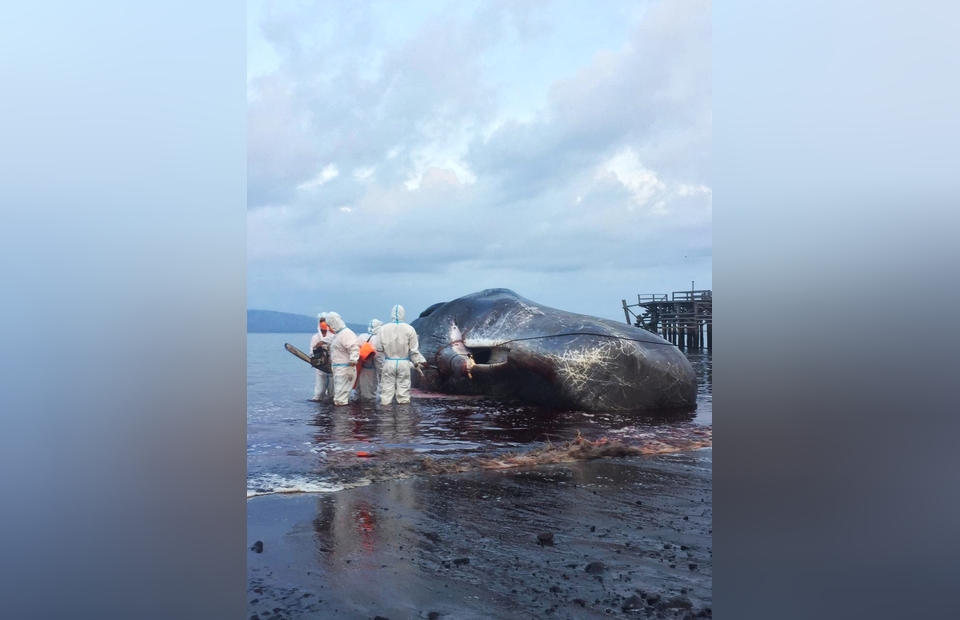 Veterinarians from the veterinary faculty of Airlangga University, East Java, conducted a necropsy on a sperm whale on August 5, 2022. Stranded alive and all alone, the sperm whale died at the end of five evacuation points in Banyuwangi, East Java. (Photo courtesy of Denpasar Marine and Coastal Resources Management Agency)