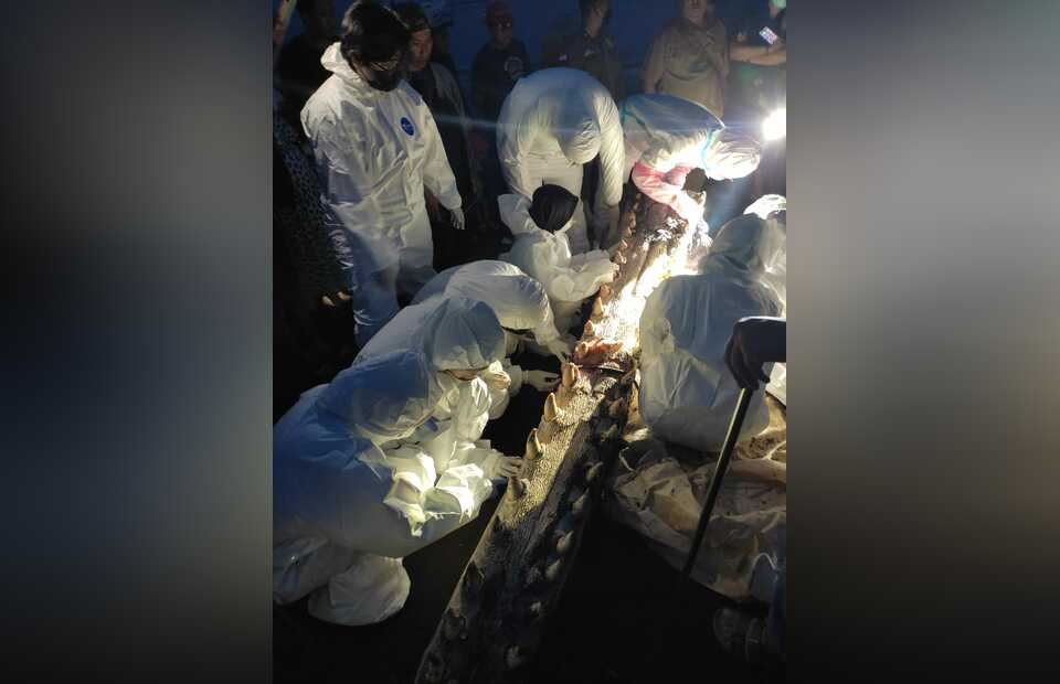 Veterinarians from the veterinary faculty of Airlangga University, East Java, conducted a necropsy on a sperm whale on August 5, 2022. Stranded alive and all alone, the sperm whale died at the end of five evacuation points in Banyuwangi, East Jav